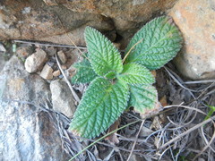 Streptocarpus meyeri