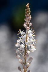 Bulbinella trinervis