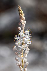 Bulbinella trinervis