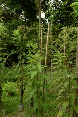 Blumea balsamifera