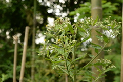 Blumea balsamifera