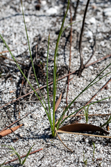 Bulbinella trinervis