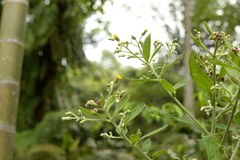 Blumea balsamifera