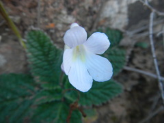 Streptocarpus meyeri