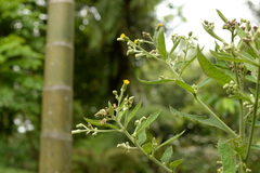Blumea balsamifera