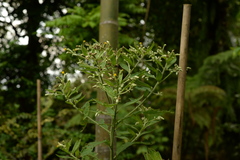 Blumea balsamifera