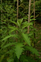 Blumea balsamifera
