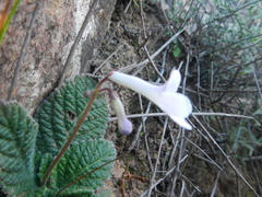 Streptocarpus meyeri