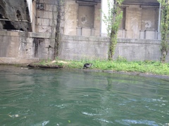 Myocastor coypus