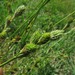 Carex longii - Photo (c) Evan M. Raskin, μερικά δικαιώματα διατηρούνται (CC BY), uploaded by Evan M. Raskin