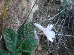 Streptocarpus meyeri