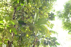 Mangifera magnifica