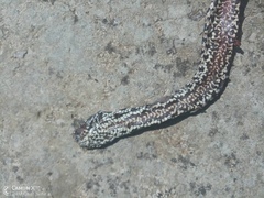 Elaphe quatuorlineata