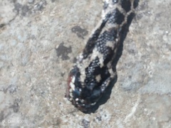 Elaphe quatuorlineata