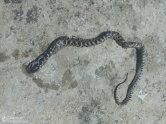 Elaphe quatuorlineata