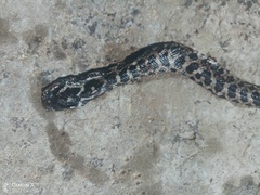 Elaphe quatuorlineata