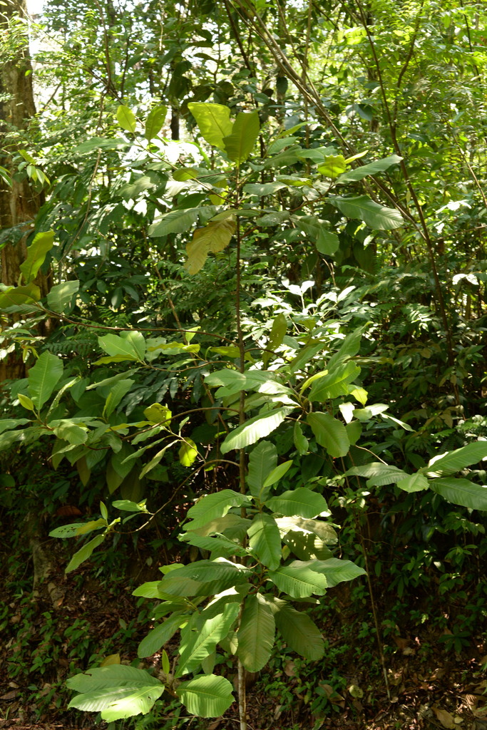 Dillenia albiflos