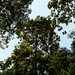 Dipterocarpus crinitus - Photo (c) sugumaran, osa oikeuksista pidätetään (CC BY-NC)