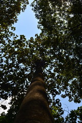 Dipterocarpus crinitus