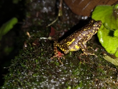 Leptophryne javanica