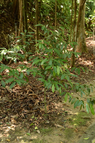 Phaleria capitata observed 2019-04-29