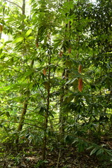 Polyalthia stenopetala