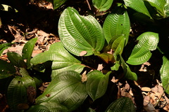 Phyllagathis rotundifolia