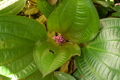 Phyllagathis rotundifolia