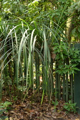 Pandanus monotheca