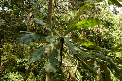 Campnosperma auriculatum