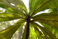 Campnosperma auriculatum