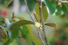 Artocarpus lacucha