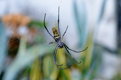 Trichonephila inaurata