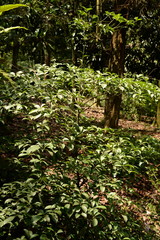 Terminalia bellirica