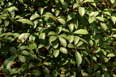 Terminalia bellirica