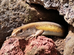 Eutropis multifasciata