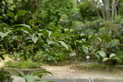 Terminalia bellirica