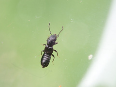 Platystethus alutaceus