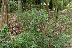 Strobilanthes crispus
