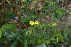 Strobilanthes crispus