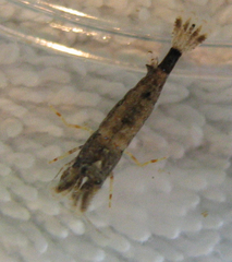 Mesocrangon munitella