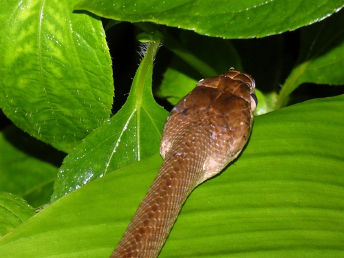Brown Tree Snake sighting
