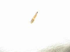 Mesocrangon munitella