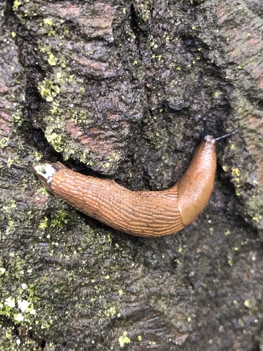 Spanish Slug, Noord-Holland, NL, photo 6 of 10