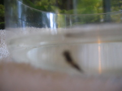 Mesocrangon munitella