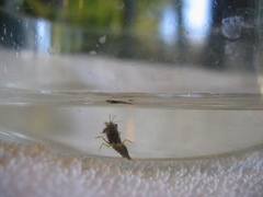 Mesocrangon munitella