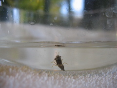 Mesocrangon munitella