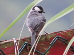 Parus minor commixtus