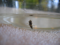 Mesocrangon munitella