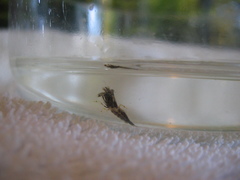 Mesocrangon munitella